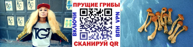маркетплейс клад  купить наркотики цена  Вольск  Галлюциногенные грибы мухоморы 